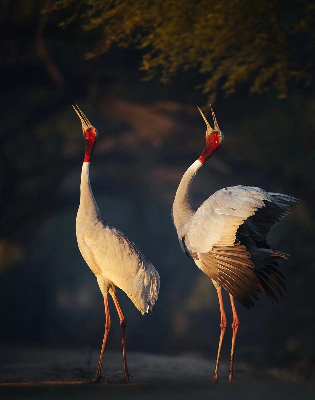 Migratory birds at Keoladeo National Park, Bharatpur