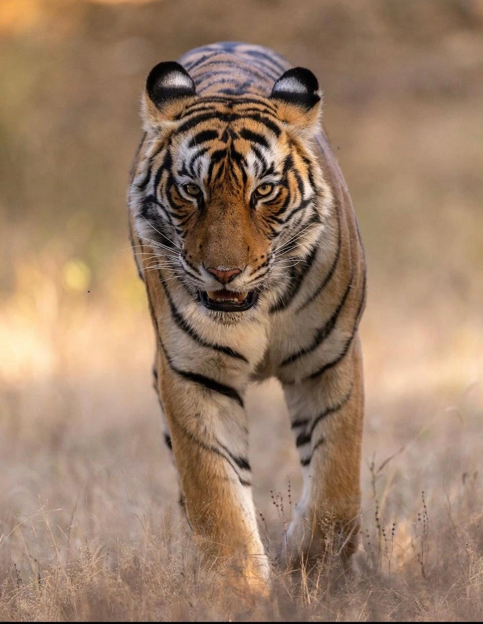 An open jeep on a tiger safari in Ranthambore National Park